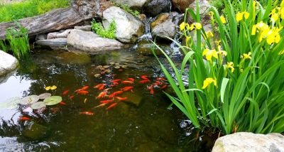 Install a Pond!