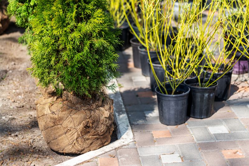 Boxwood Planting in Ventura County, CA