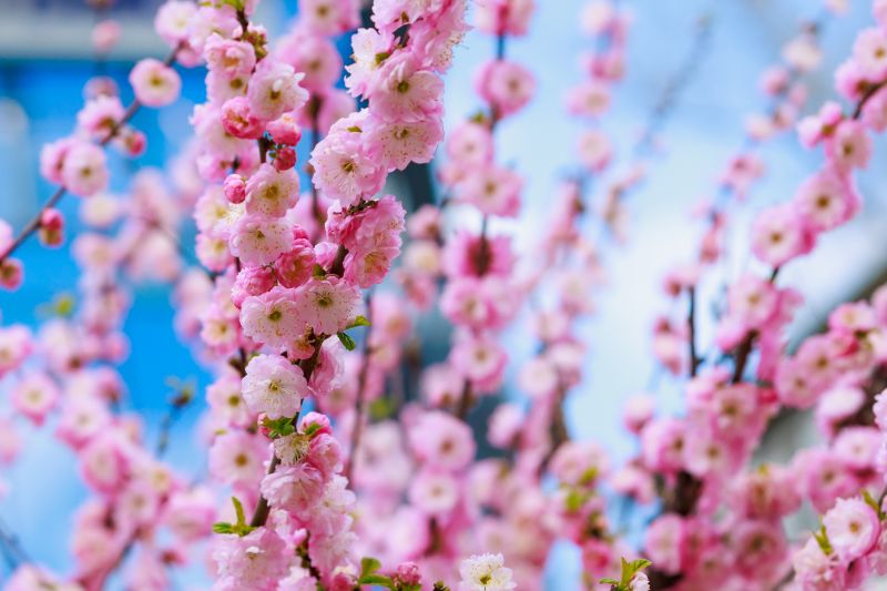 Japanese Maple Planting in Honolulu, HI