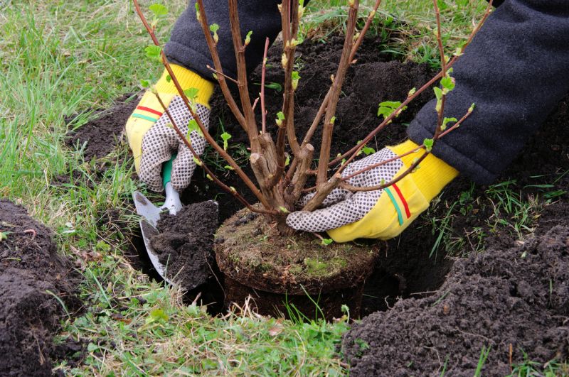 Shrub Planting Service in Honolulu, HI